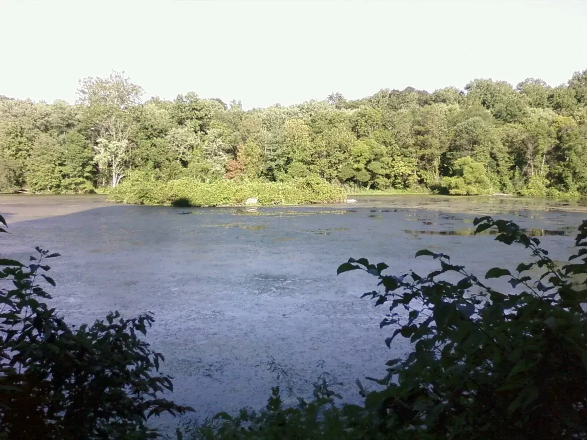 Trees and water at Lake Kittamaqundi in Columbia, Maryland