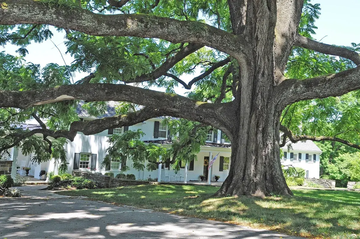 A broad tree shades the historic Long Island Farm house in Parkville, Maryland